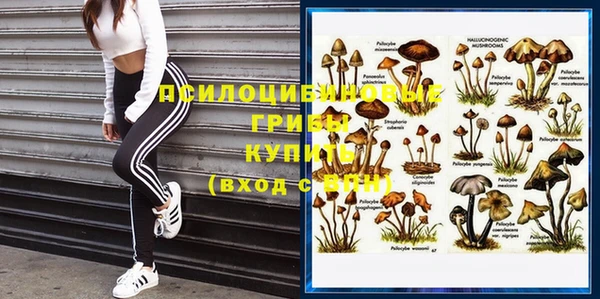 прущие грибы Баксан